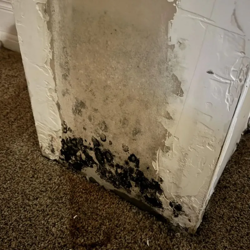 Professional Mold Removal in Red Hill, SC
